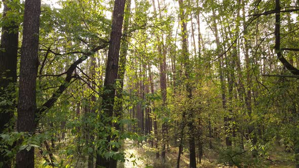 Trees in the Forest on an Autumn Day alt