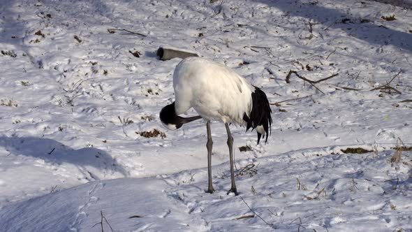 Japanese Crane. Snow. alt