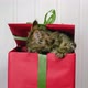 Little Grey Kitten Get Out From Present Box - VideoHive Item for Sale