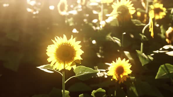 Many Bright Yellow Big Sunflowers in Plantation Fields on Evening Sunset alt