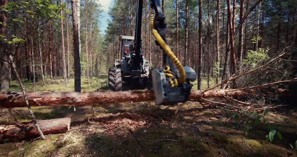 A felling harvester works by sawing pine branches. Timber harvesting in forestry.