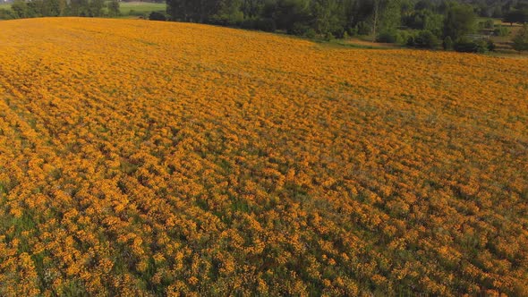  Aerial View Of A Meadow With Black Eyed Susan Flowers