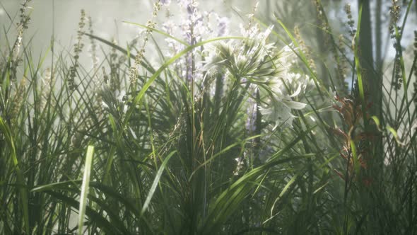 Grass Flower Field with Soft Sunlight for Background. alt