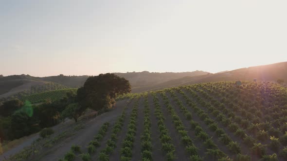 Aerial Drone Shot of Rolling Hills Covered in Vineyards During Sunset (Paso Robles, California)
