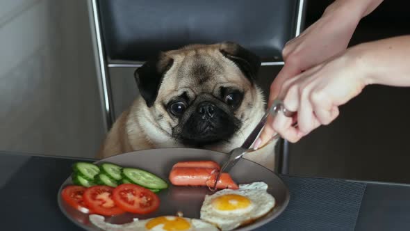 Funny Portrait of a Surprised and Hungry Pug, Girl Cuts a Piece of Sausage and Feeds the Dog, Pug alt