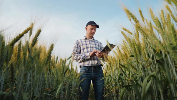 Young Farmer Works with a Digital Tablet in a Wheat Field alt