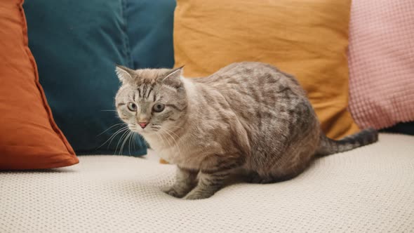 Cat Sitting on Sofa Closeup Scottish Fold Portrait alt