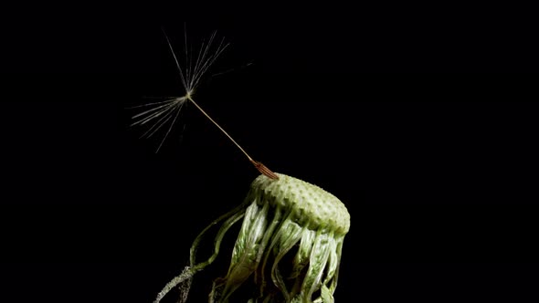 Macro shot of a Dandelion rotating alt