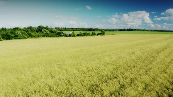 Aerial View Of Summer Field With Young Green Wheat In Rural Landscape alt