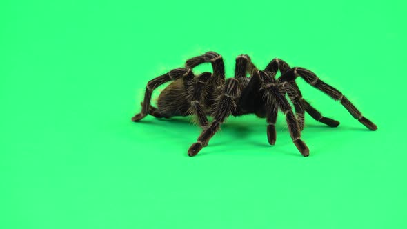 Spider Tarantula in Threatening Position Isolated at Green Screen. Closeup alt