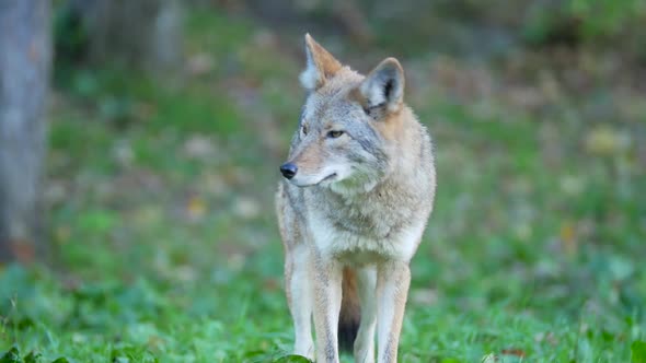 Coyote Standing On Grass Looking Around In Forest