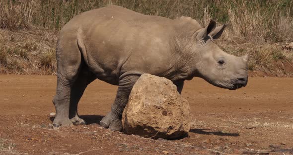 White Rhinoceros, ceratotherium simum, Calf scratching on Stone, Nairobi Park in Kenya, Real Time 4K alt