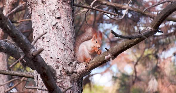 Red Squirrel or Eurasian Red Squirrel (Sciurus vulgaris) Eating Walnut