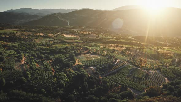 Sunset Vineyards Plantation on France Mountain Hills