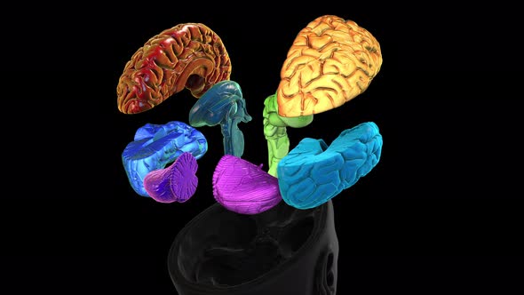 Size Intracranial Brain Structure   Rotation Zoom Out   Details Back  Colored Parts alt