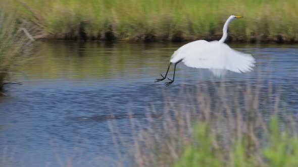 Great Egret takes off for short flight in slow motion across a small estuary alt