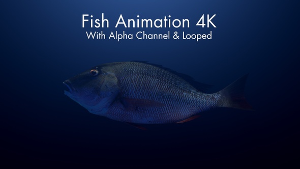 Fish 4K