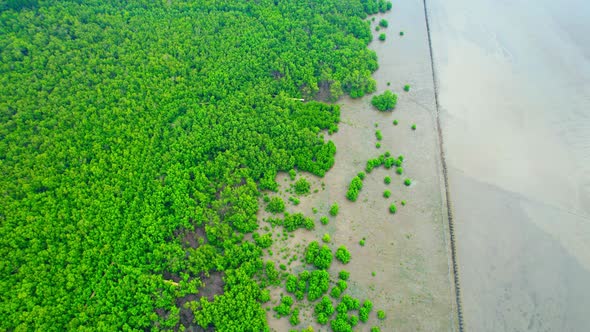 4K : Aerial view over beautiful mangrove forest. mangroves along the coastline alt