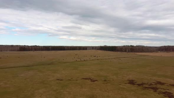 Wild Cows With Young Calfs and Heck Cattle Konik Horses and Foals Grazing 4K Dron Shot alt