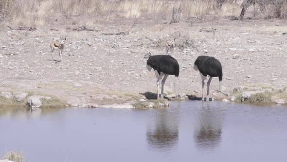 Ostrich Drinking Water