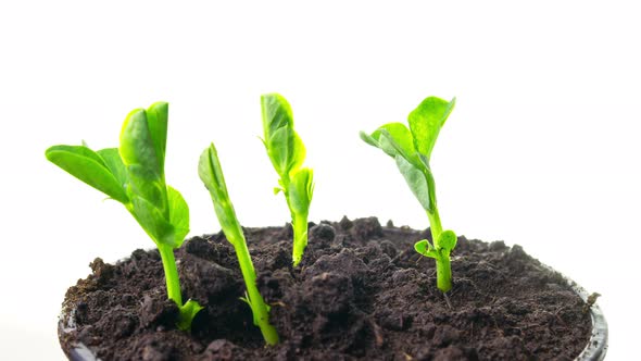 Growing Pea Sprouts alt