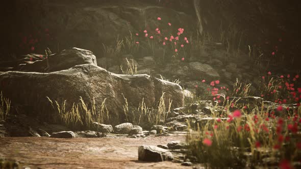 Gravel Path with Rocks in Mountains alt