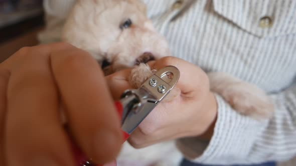 Pet Grooming  Dog Nail Cutting or Clipping