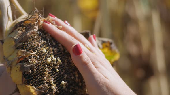 Women Farmer Hand Check Ripe Seeds From Sunflowers Head. Analyzing Helianthus Agriculture Harvest in alt