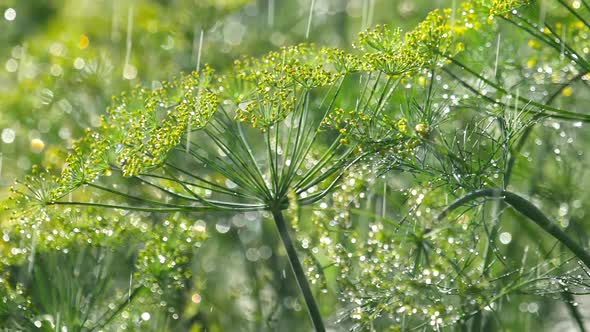 Inflorescence of Dill Under Rain alt