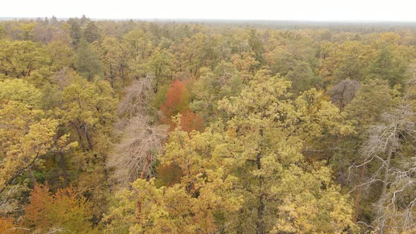 Autumn Forest with Trees By Day alt