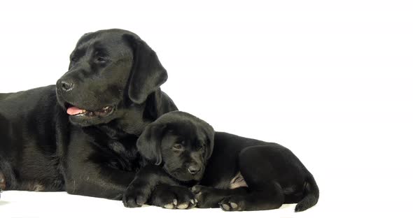 black Labrador Retriever, Bitch and Puppy on White Background, Normandy, Slow Motion 4K alt