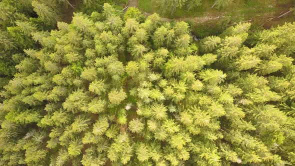 Aerial view of green pine forest with canopies of spruce trees in summer mountains alt