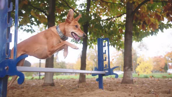 Mixed Breed Dog Jumps Over Agility Hurdle in Slow Motion alt