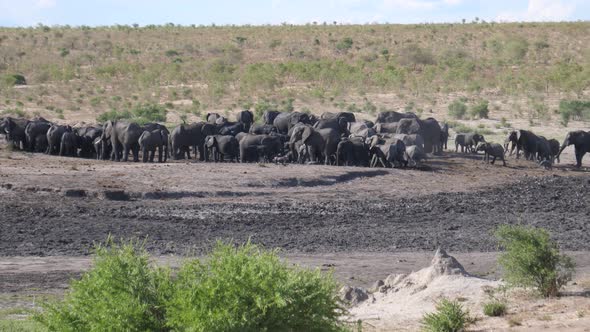 A new herd of African Bush elephants arriving at an already busy waterhole alt