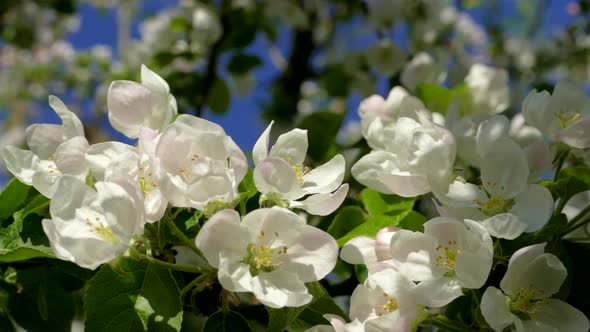 Abundant Flowering Apple Tree