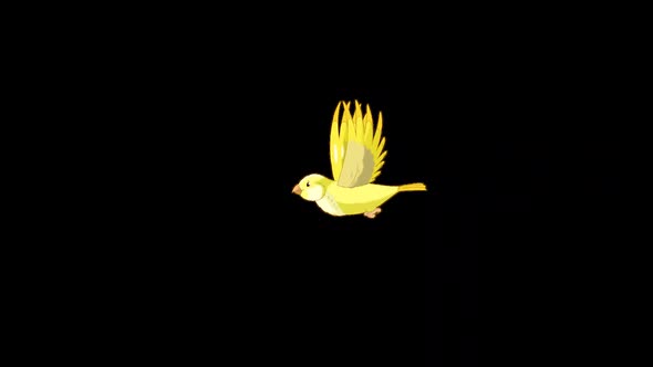 Flying yellow canary long view alpha matte HD