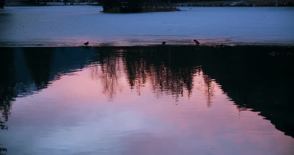 Frozen lake and ducks sunset, slowmotion