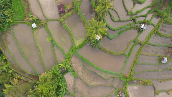Aerial view of Karangasem village and its rice fields