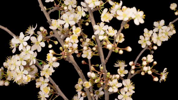 White Flowers Blossoms on the Branches Cherry Tree alt