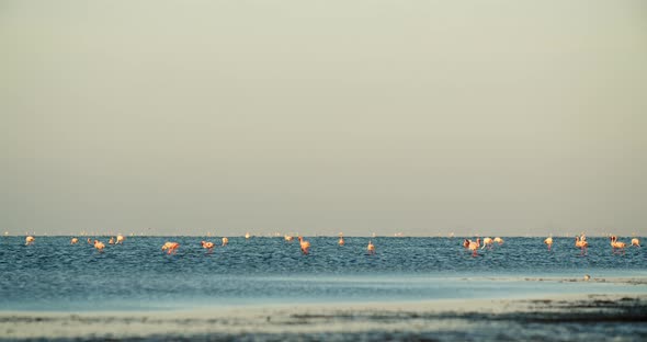 Exotic wild flamingos near the shore of Walvis Bay, wildlife of Namibia, 4k alt