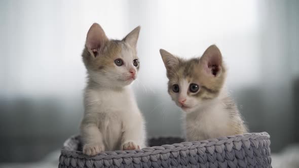 Two Curious Red and White Kittens are Sitting in a Gray Wicker Basket and Looking Around