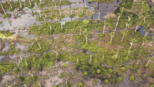 Flooded coconut plantation 