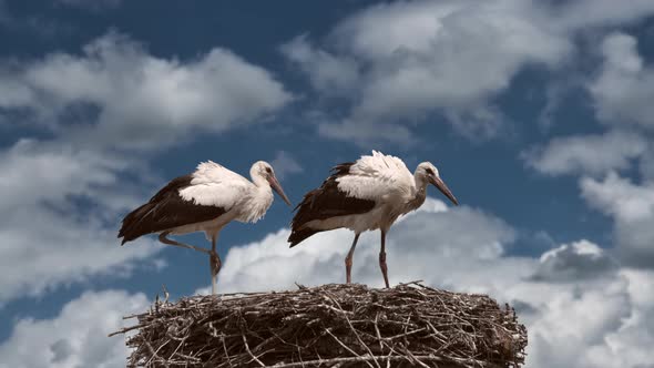Slow motion:Two storks walking in nest against cloudy day and blue sky,close up alt