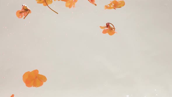 Beautiful White Yellow and Pink Hibiscus Flowers Petals Floating in the Water alt