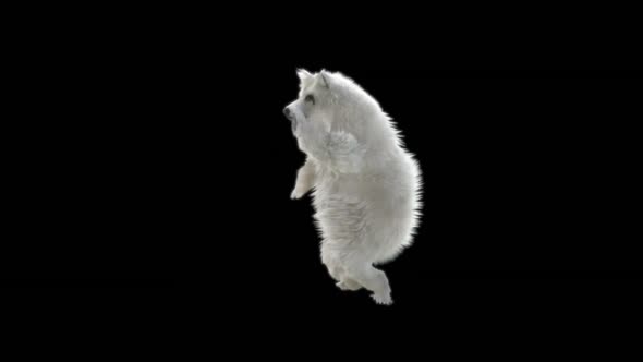 139 White Bear Dancing HD alt