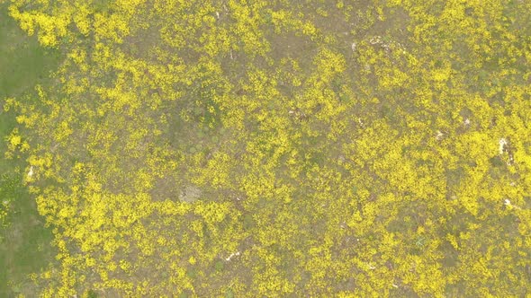 Yellow flower Basket of gold Alyssum Aurinia saxatilis by early spring 4K drone footage