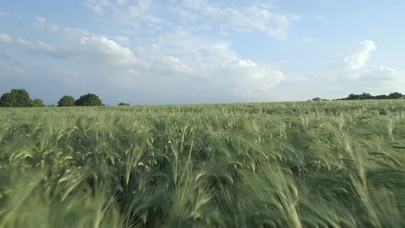 Large Farm Field of Young Green Barley in the Summer  alt