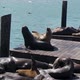 Flock of Seals Enjoying on Sunny Day Laying on Pier of San Francisco Harbor, USA California, Slow Mo - VideoHive Item for Sale