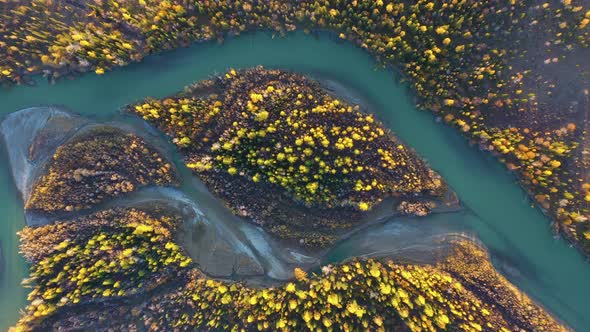 Yellow Larches on Island and Chuya River in Autumn. Aerial View. Altai, Russia alt