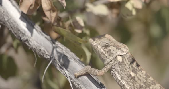 Chameleon Sleeping on Branch